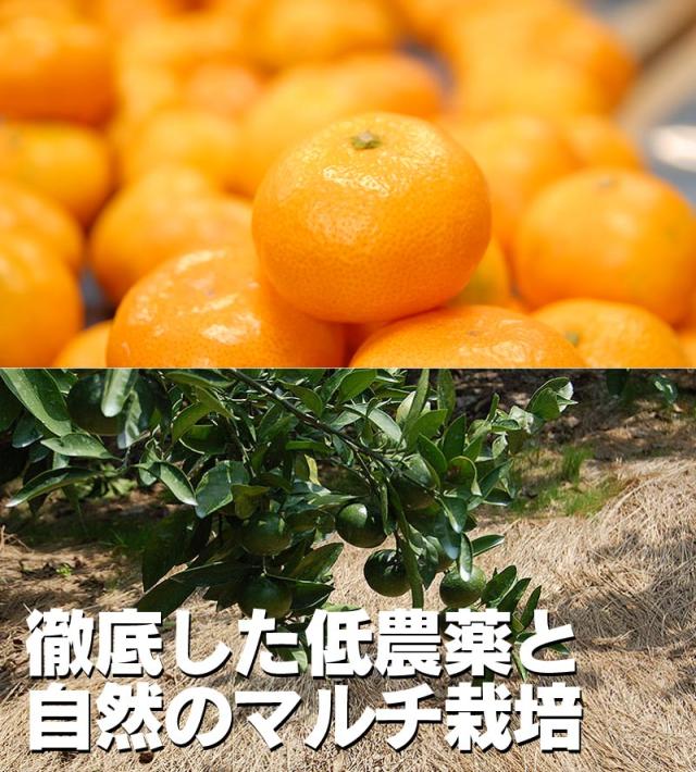 低農薬、自然のマルチ栽培がみかんの美味しさの秘密