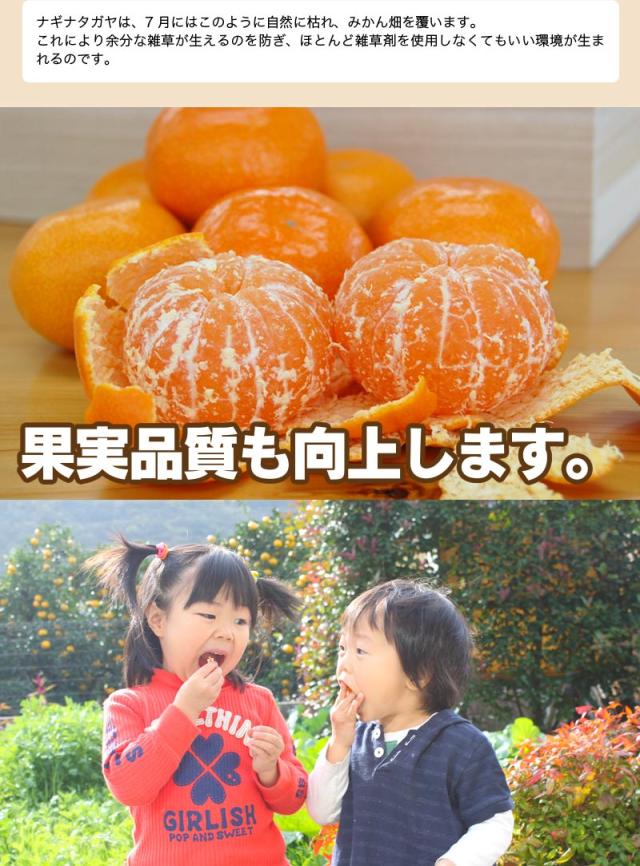 みかんの果実品質も向上します