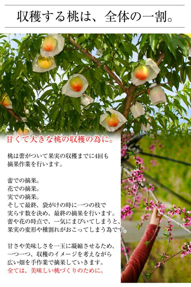 収穫する桃は、全体の一割です。