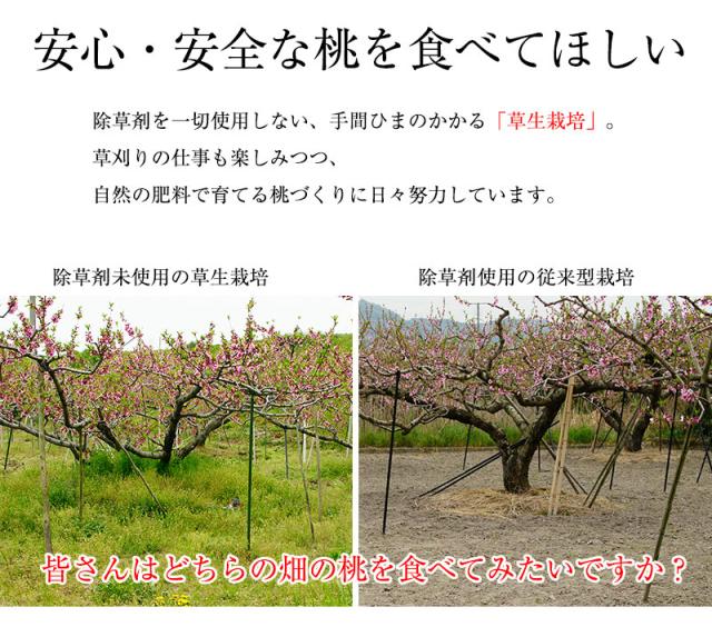 緑豊かな土のやわらかい桃畑と、除草剤で草がなくカチカチの土の桃畑。