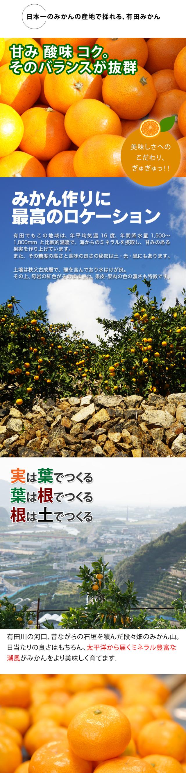 みかんの甘味、酸味、コクが抜群!