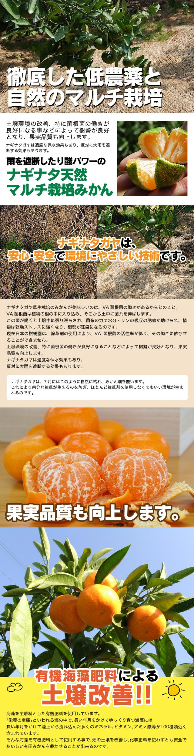 みかん作りさに最高のロケーションで栽培しています