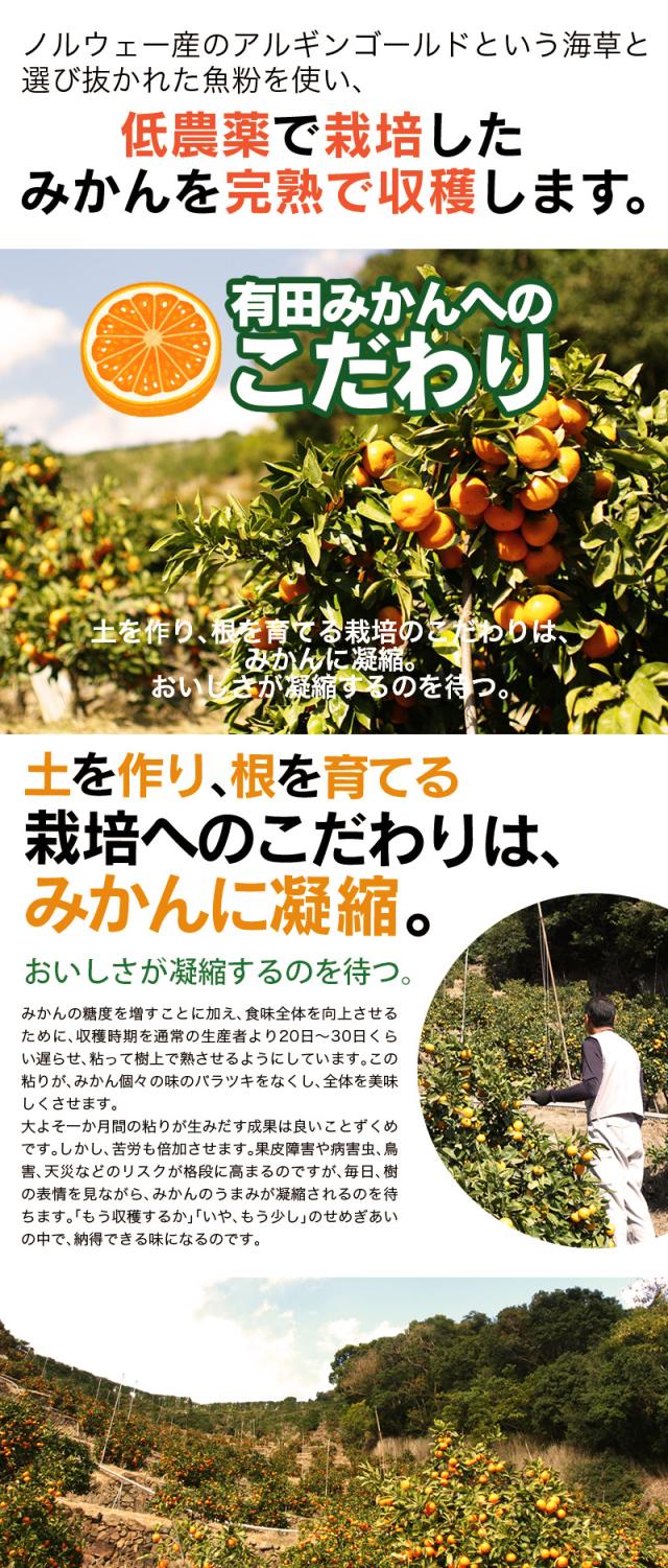 和歌山県ならではの石垣を積んだ段々畑で栽培される有田みかん