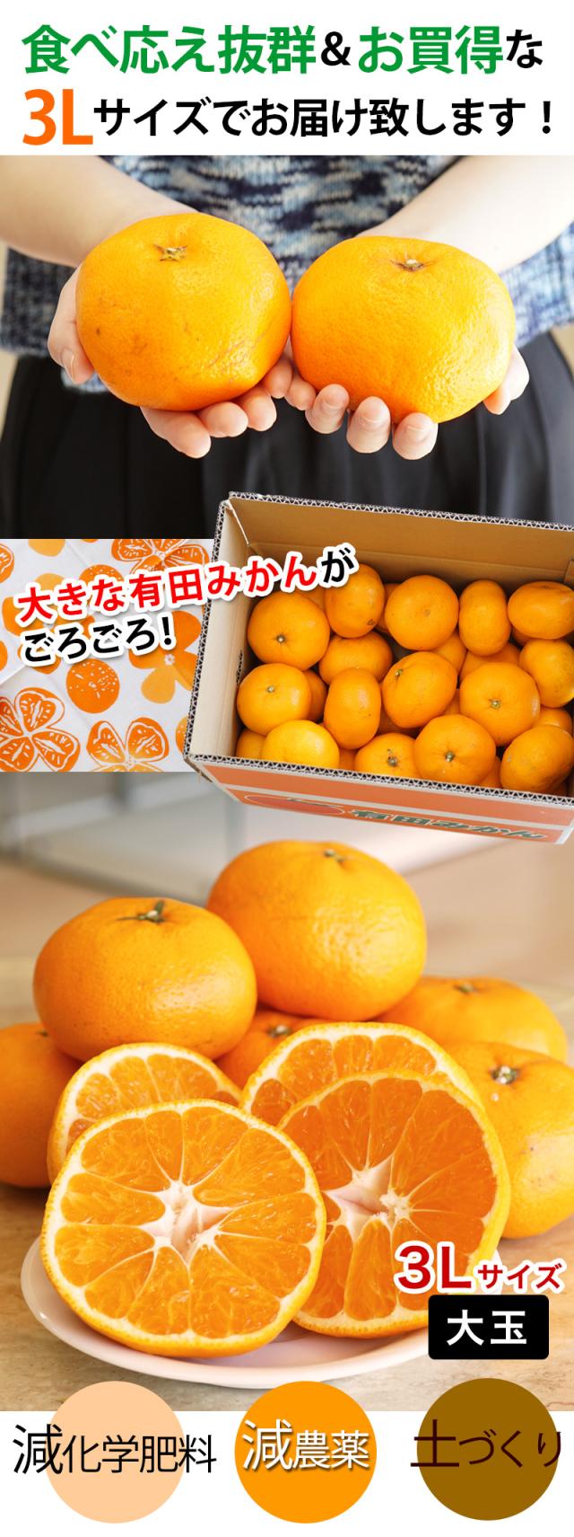 安心して食べれる美味しいみかんをお届けします