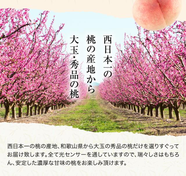 和歌山の桃 和歌山県産