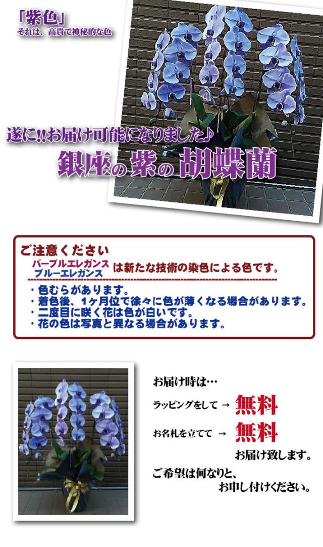 ではコップ 花 御祝 お祝 上場祝 花 就任祝 バの通販はau Pay マーケット 花とお酒とギフト銀座東京 胡蝶蘭 銀座の紫の胡蝶蘭3本立 紫 送料無料 開店開業祝胡蝶蘭 フラワーギフトの配送花は お祝い 開店 ときには ではコップ 花 御祝 お祝 上場祝 花 就任祝 バの通販はau Pay マーケット 花とお酒とギフト銀座東京 胡蝶蘭 銀座の紫の胡蝶蘭3本立 紫 送料無料 開店開業祝胡蝶蘭 フラワーギフトの配送花は お祝い 開店 ときには