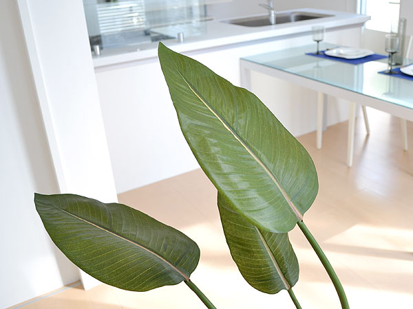 人工観葉植物 ストレリチア・レギネ 陶器鉢 葉の拡大