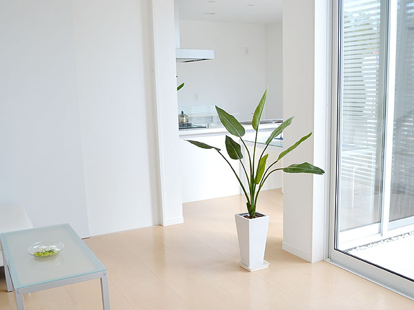 人工観葉植物 ストレリチア・レギネ 陶器鉢 イメージ2