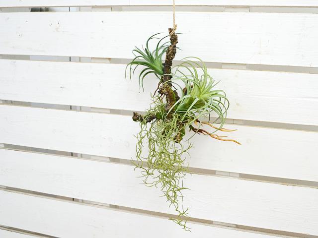 人工観葉植物エアープランツ ハンギング 流木アレンジ イメージ