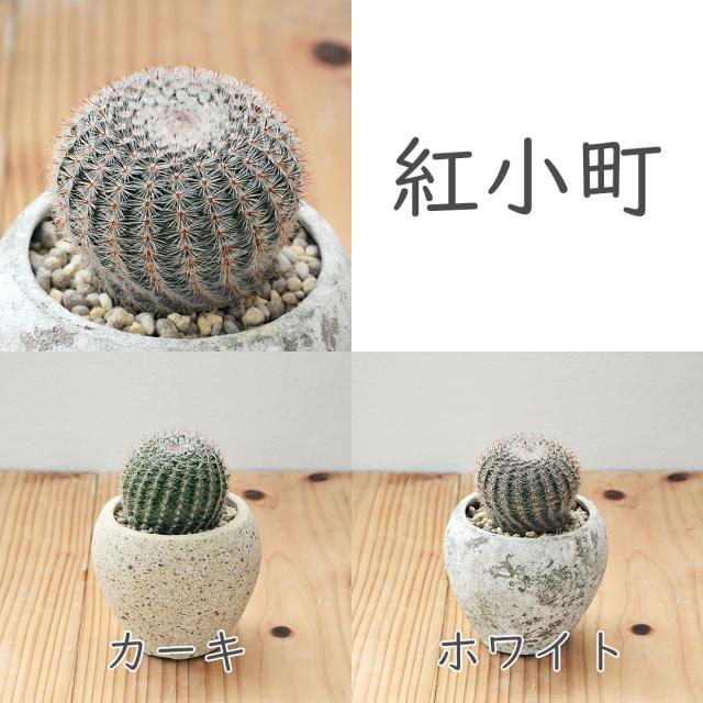 サボテン 陶器鉢 セット 紅小町