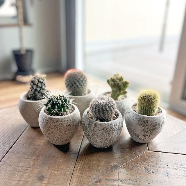 サボテン 陶器鉢 セット イメージ