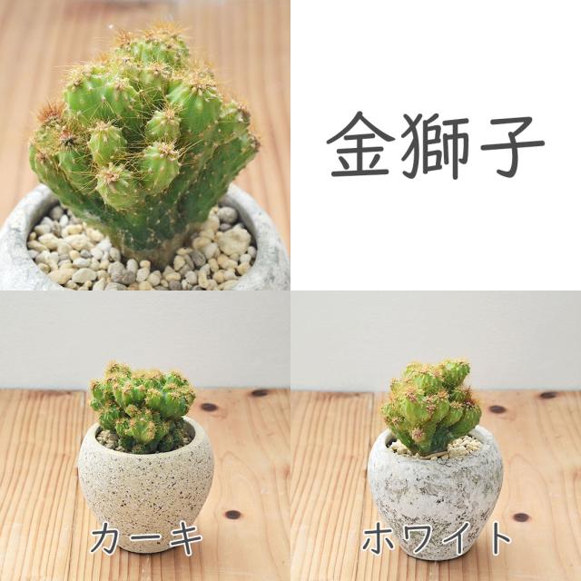 サボテン 陶器鉢 セット 金獅子