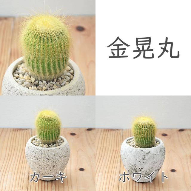 サボテン 陶器鉢 セット 金晃丸
