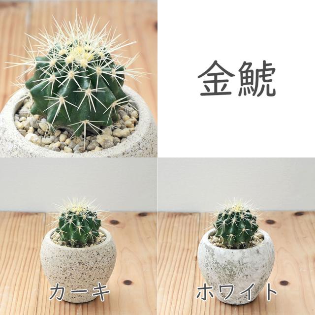 サボテン 陶器鉢 セット 金鯱