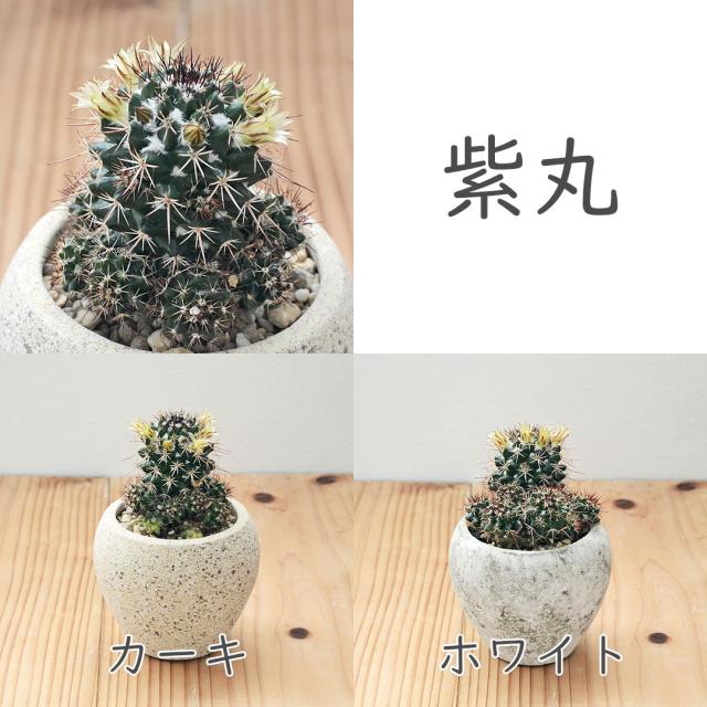 サボテン 陶器鉢 セット 紫丸