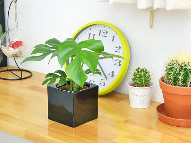 ミニ観葉植物 ヒメモンステラ ハイドロカルチャースタイリッシュ陶器鉢付き イメージ