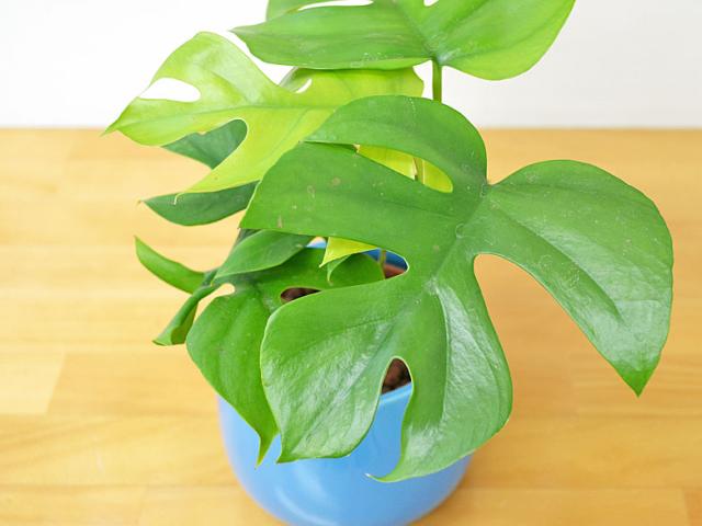 ヒメモンステラの葉の拡大