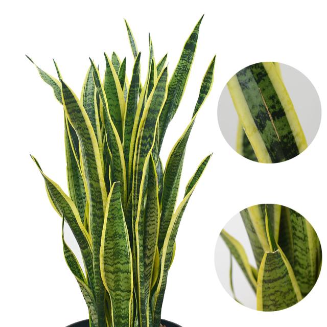 観葉植物 サンスベリア 10号セラート鉢 葉の拡大