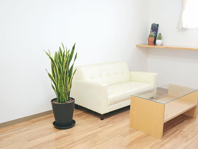 観葉植物 サンスベリア 10号セラート鉢 イメージ