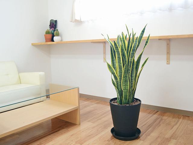 観葉植物 サンスベリア 10号セラート鉢 イメージ2
