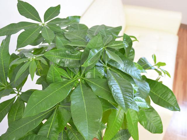 観葉植物 パキラ 8号 葉の拡大