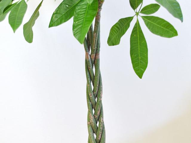 観葉植物 パキラ 8号 幹の拡大