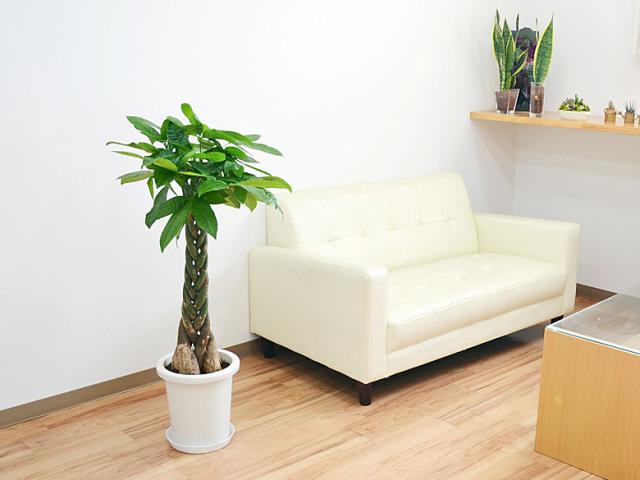 観葉植物 パキラ 8号 イメージ