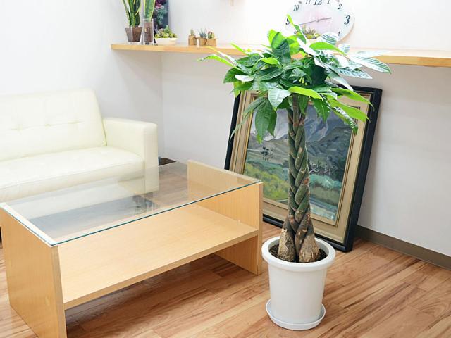観葉植物 パキラ 8号 イメージ2