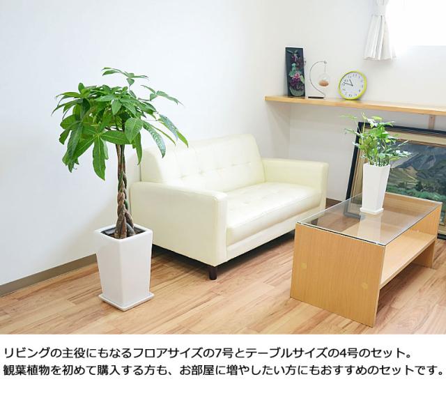 観葉植物セット 観葉植物 モンステラ7号陶器鉢ロング 人気 開店祝い : 観葉植物の生産
