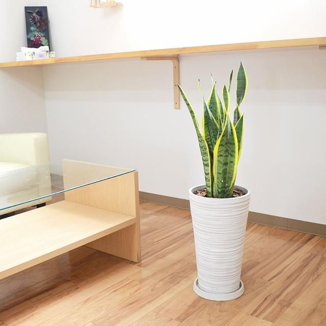 観葉植物 サンスベリア デザイン鉢植え イメージホワイト