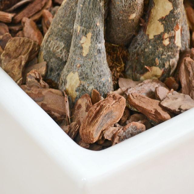 観葉植物 パキラ 7号 陶器鉢 土の表面の拡大