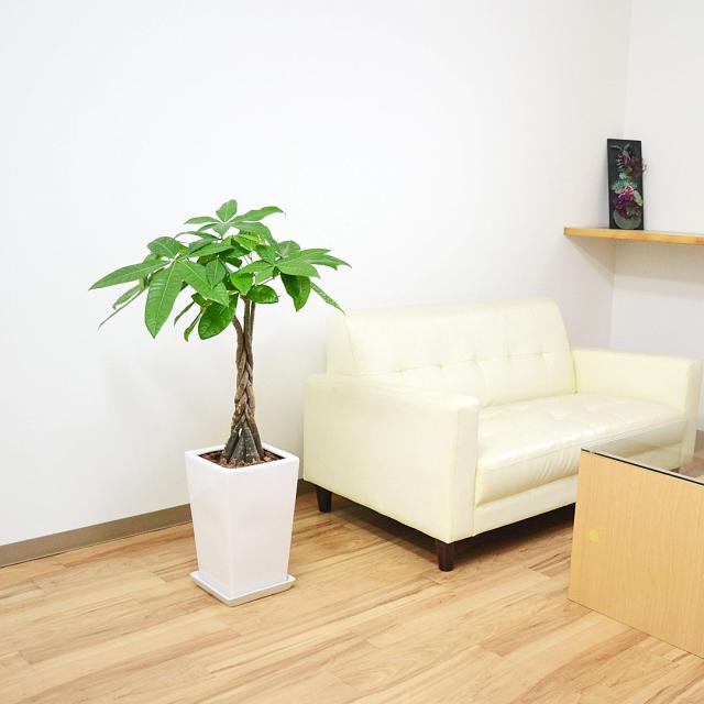 観葉植物 パキラ 7号 陶器鉢 イメージ