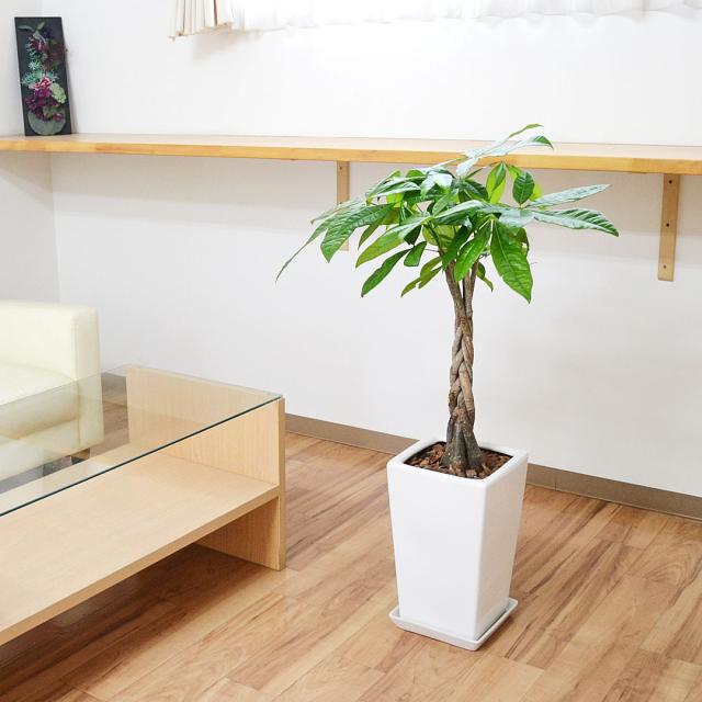 観葉植物 パキラ 7号 陶器鉢 イメージ2