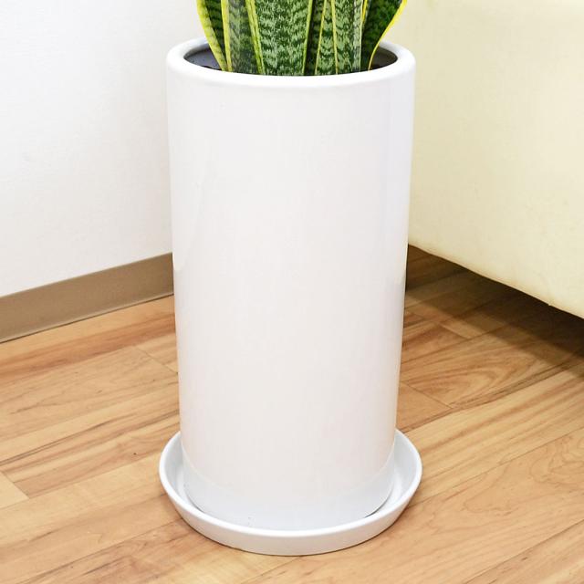 観葉植物 サンスベリア 8号陶器鉢 陶器鉢の拡大