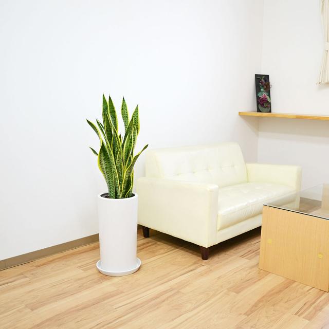 観葉植物 サンスベリア 8号陶器鉢 イメージ3