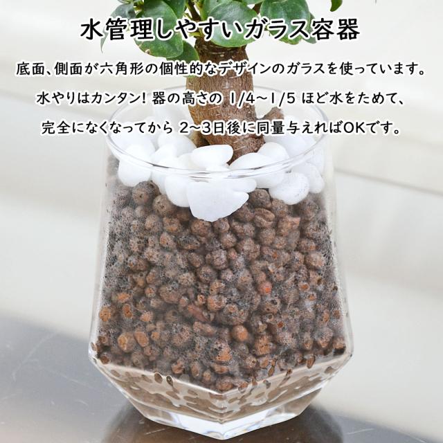 観葉植物 ハイドロカルチャー ヘキサグラス 3鉢セット 器の拡大