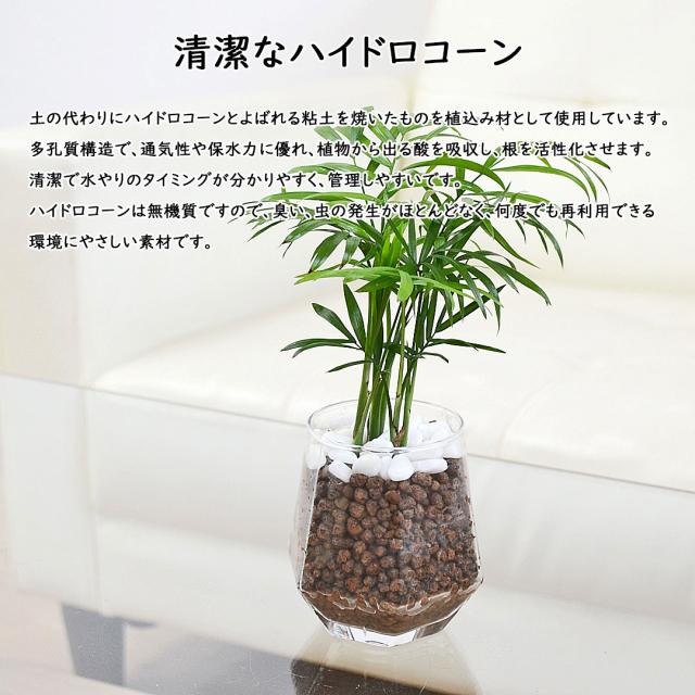 観葉植物 ハイドロカルチャー ヘキサグラス 3鉢セット ハイドロコーンの説明