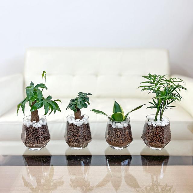 観葉植物 ハイドロカルチャー ヘキサグラス 3鉢セット イメージ