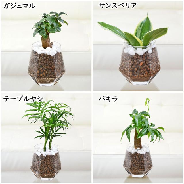 観葉植物 ハイドロカルチャー ヘキサグラス 3鉢セット 選べる観葉植物の種類