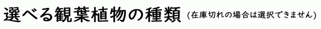 観葉植物 ハイドロカルチャー ヘキサグラス 3鉢セット 選べる観葉植物の種類タイトル