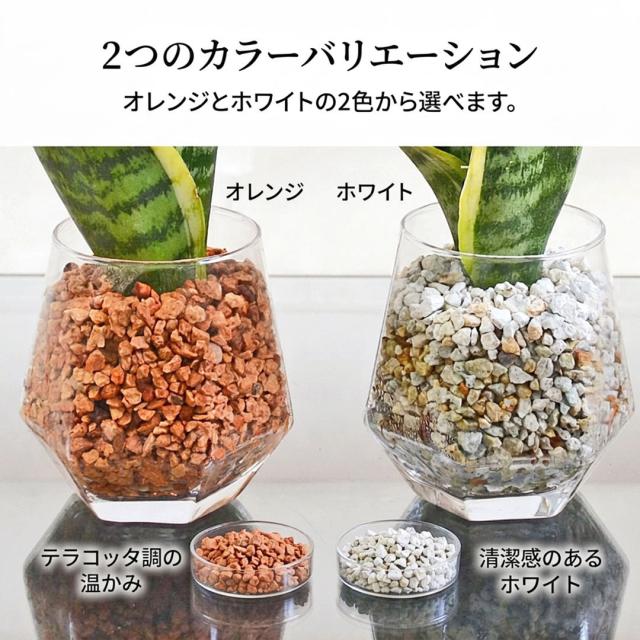 観葉植物 ハイドロカルチャー ヘキサグラス ゼオライト 3鉢セット 選べるゼオライトの色