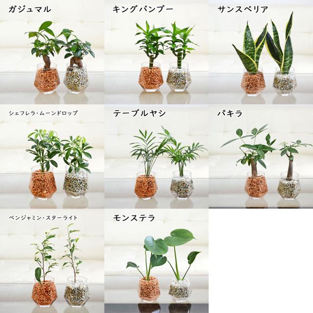 観葉植物 ハイドロカルチャー ヘキサグラス ゼオライト 3鉢セット 選べる観葉植物の種類