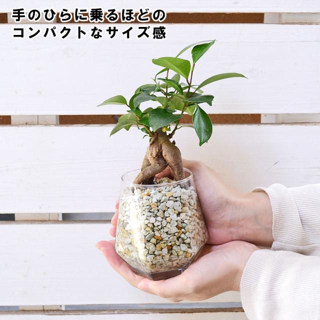 観葉植物 ハイドロカルチャー ヘキサグラス ゼオライト 3鉢セット サイズイメージ