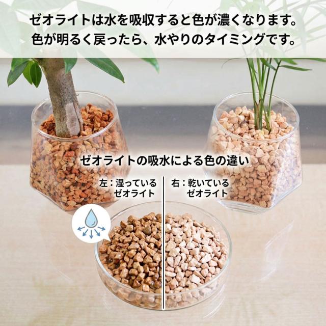 観葉植物 ハイドロカルチャー ヘキサグラス ゼオライト 3鉢セット ゼオライトの吸水説明