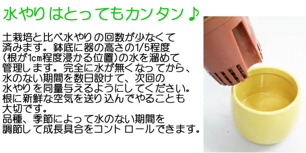 ミニ観葉植物ハイドロカルチャー陶器鉢付き3鉢セット イメージ5