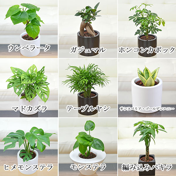 選べる観葉植物の種類