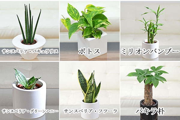 選べる観葉植物の種類2