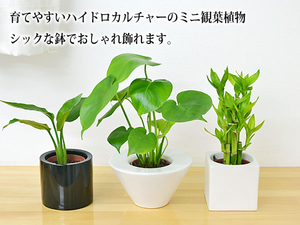ミニ観葉植物ハイドロカルチャー陶器鉢付き4鉢セット イメージ2