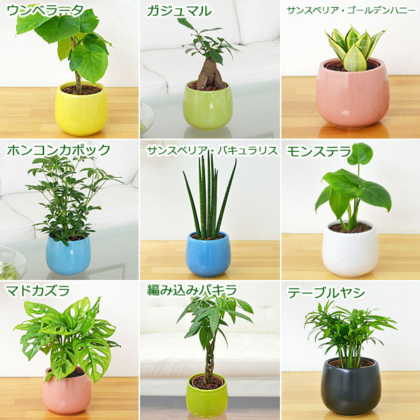 選べる観葉植物の種類