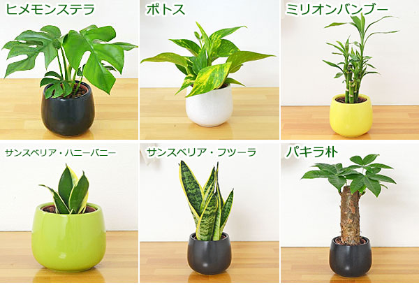 選べる観葉植物の種類2
